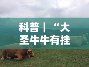 科普｜“大圣牛牛有挂吗”开挂方法